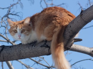 Жители Лосино-Петровского ищут хозяина кота, застрявшего на дереве