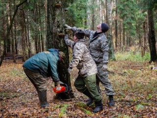 Каширянам объяснили, зачем в городе опиливают деревья