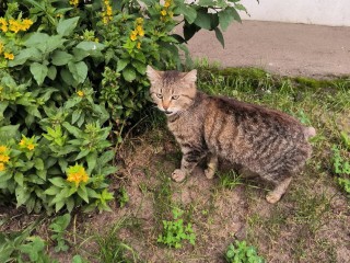 Оставшемуся без хвоста коту Батону ищут новый дом