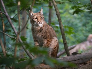 Следы краснокнижной рыси нашли в Подмосковье: охотник предупредил, когда хищник может быть опасен