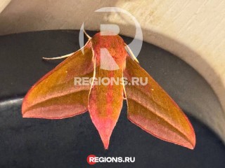 Блудный бражник вернулся в Русавкино-Романово