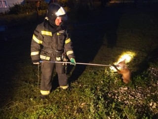 Спасатели освободили лисенка, неделю просидевшего в погребе в Серебряных Прудах