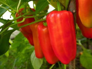 Трюк с банановой кожурой: как фермер из Котельников снимает корзину перцев с куста