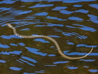 Два ужа показали водное шоу, выпрашивая улов у рыбаков в Балашихе