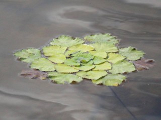 Краснокнижный водяной орех расцвел на водоемах Подмосковья