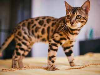 Кошка-муза поселилась в музее Клина