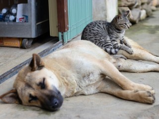 Корм для животных и другие необходимые приютам вещи собирают в Бронницах