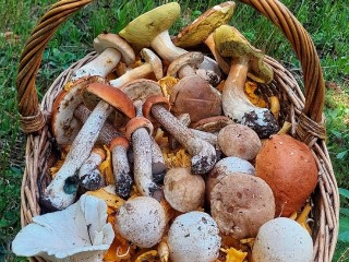 В округе Луховицы пошли белые грибы
