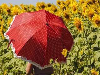 Аномальная жара до +40°C? Какая погода ждет Подмосковье в последние пять недель лета