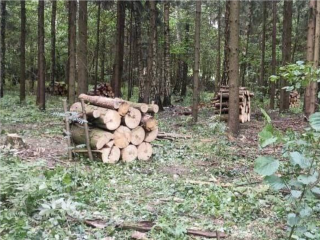 В Истре расчистили лес от неликвидной древесины