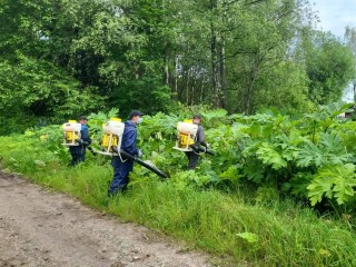 Первый этап борьбы с борщевиком подошел к концу в Истре