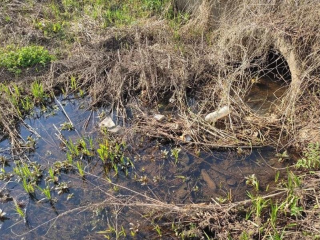 В Домодедове проверили жалобу на загрязнение реки Сушка сточными водами