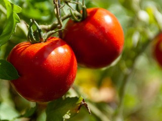 Почему у томатов закручиваются листья: как решить проблему