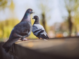 Причину массовой гибели голубей выясняют в Звездном городке
