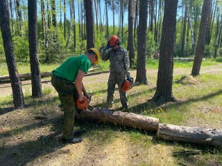 Вблизи Ликино-Дулева провели работы по уборке неликвидной древесины