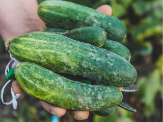 Всего 4 шага: как уберечь огурцы от холодных ночей, рассказала агроном из Бронниц