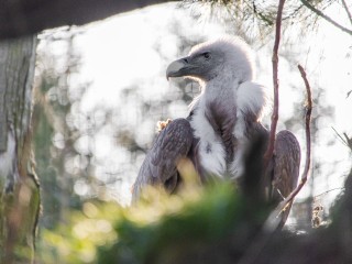 Птенец краснокнижного орлана учится летать в Волоколамске