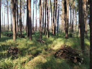 Санитарные работы провели в лесах Воскресенского округа