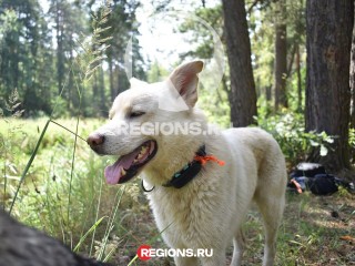 Жительница Куровского разыскивает своего любимого пса Лайта