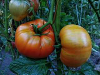 Коктейль из йода и молока побеждает фитофтору: свою формулу открыла бронницкий биолог