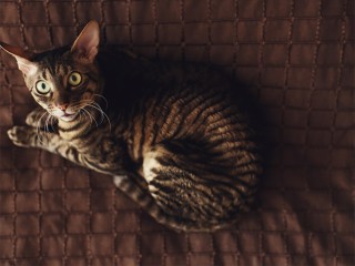 Кот Василий редкой породы ориентал пропал на Новой Риге