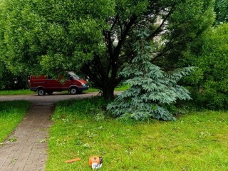 Администрация Черноголовки ответила на вопрос жителей о судьбе трех молодых елей