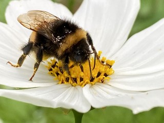 Церковный праздник 2 июля 2025 года: день пчел и запрет на выброс мусора