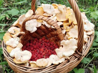 После дождя: в лесах под Бронницами снова корзинами собирают лисички