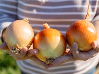 Эти простые подкормки помогут вырастить лук размером с два кулака