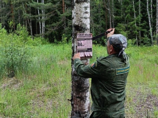 В Орехово-Зуевском лесничестве убрали почти 650 незаконных рекламных табличек