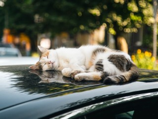 В Балашихе водителю Hyundai сообщили, что у него под капотом 120 лошадей и одна кошка