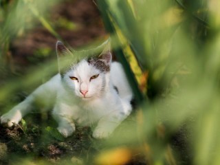 В Луховицах от действий неадеквата, расставившего капканы на дороге, пострадал котенок