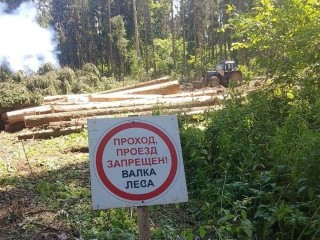 В Истринском округе начали санитарную рубку леса между поселком Северный и деревней Бабкино