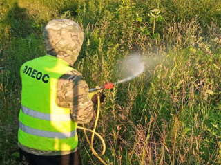 В Ленинском округе обработано свыше 30 гектаров земли от борщевика