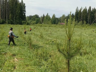 В Истринском лесничестве провели уход за лесными культурами на 450 га