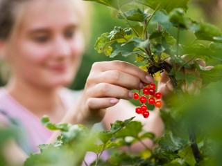 Смородина атакует: что делать, если ягод больше, чем места в холодильнике