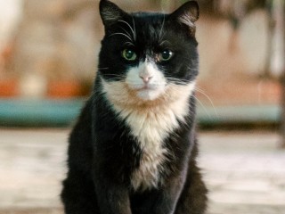 Почему ваш 5-летний кот уже «мужчина за 30»: переводим кошачьи годы в человеческие