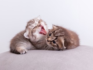 В Клину ищут добрые руки для породистых котят, которые остались без дома