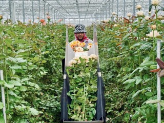 Горожанам анонсировали новые сорта роз, которые будут выращивать в теплицах Раменского