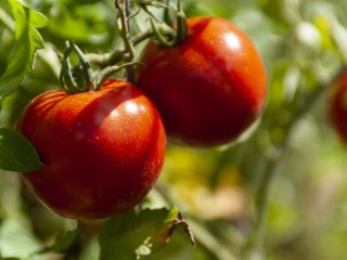 Лунный календарь огородных работ с 21 по 25 июля 2025 и советы эксперта