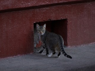 Брошенный кот в Новых Водниках ищет дом