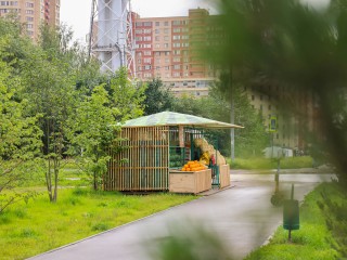 Сладкое лето: как выбрать идеальный арбуз и душистую дыню