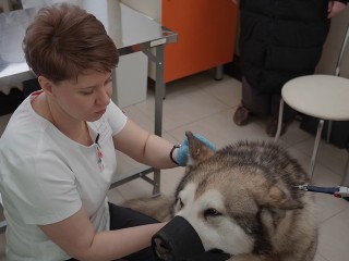 Есть ли эпидемия микоплазмоза в Жуковском: что нужно знать владельцам собак и кошек