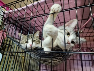 Как волонтеры приютов в Дубне борются с ростом популяции бездомных кошек
