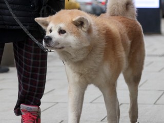 Домашняя собака напала на девятилетнего ребенка в Подмосковье