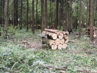 В Истре расчистили лес от неликвидной древесины