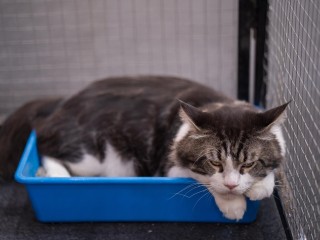 Названы две основные причины, почему кошка отказывается ходить в лоток