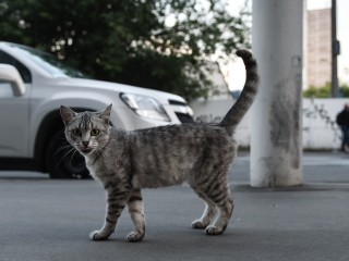 Жители Мытищ сделали популярной в соцсетях кошку со знанием ПДД