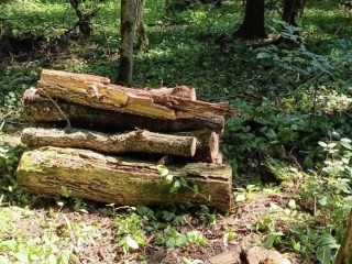 В Истре начали уборку неликвидной древесины для защиты лесов