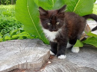 Котенок-монах, родившийся под колокольный звон, ищет дом в Подмосковье